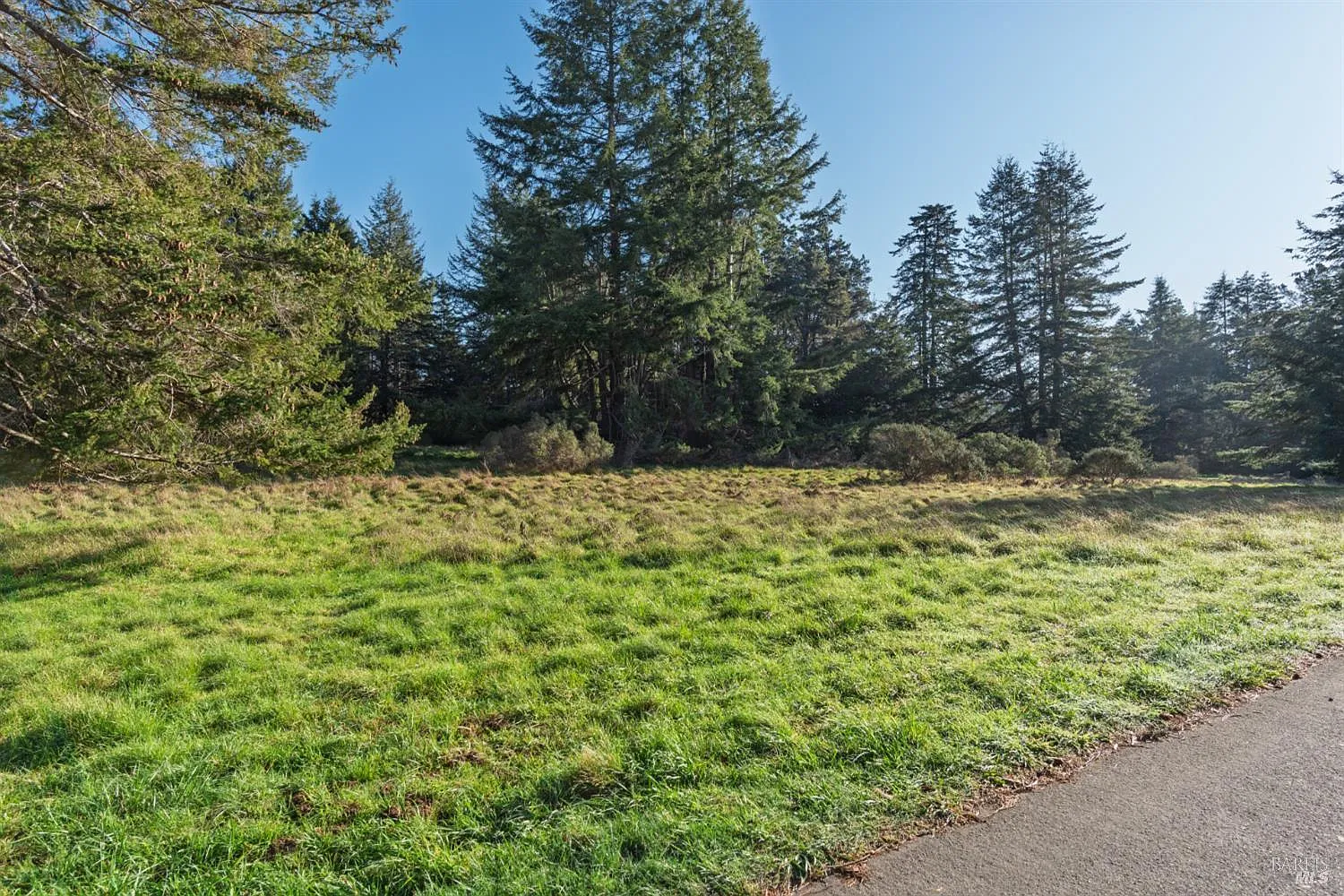 36231 Timber Ridge Road - Photo 3