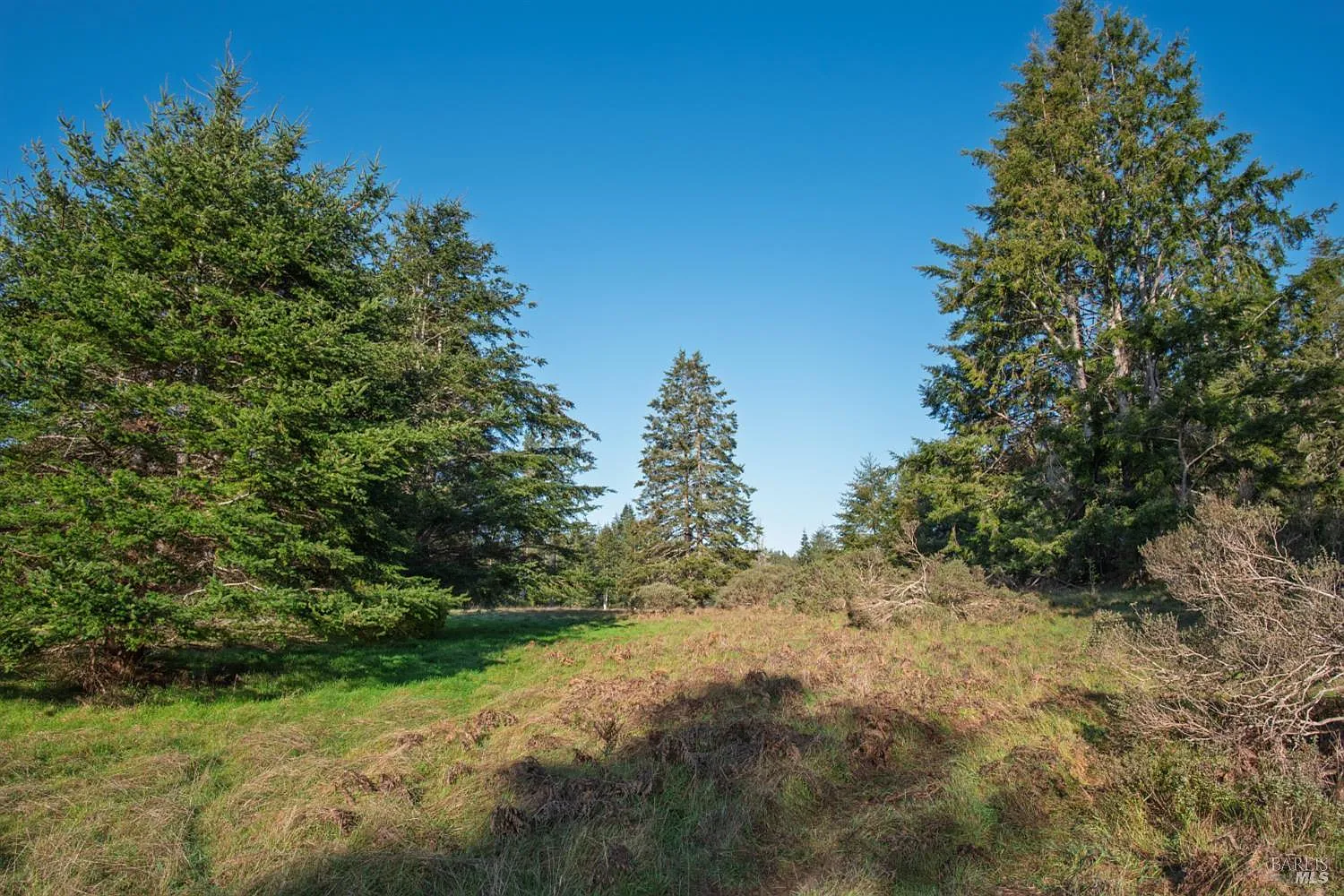 36231 Timber Ridge Road - Photo 4