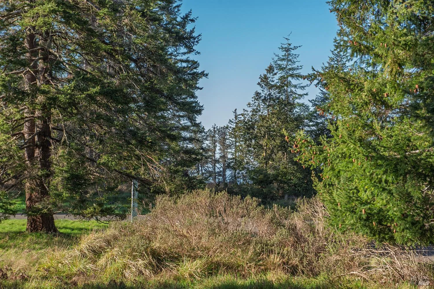 36231 Timber Ridge Road - Photo 8