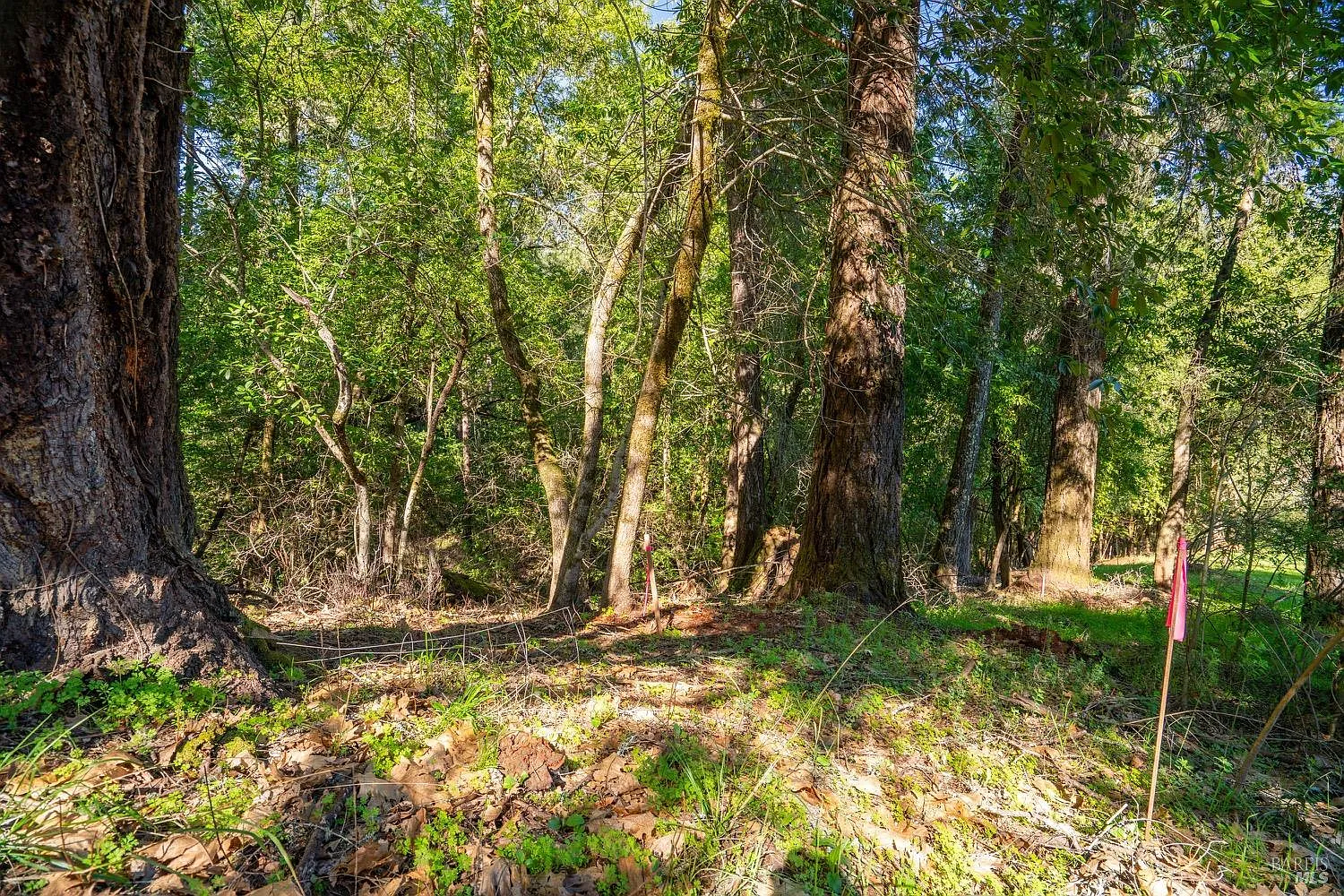10608 Canyon Road - Photo 2