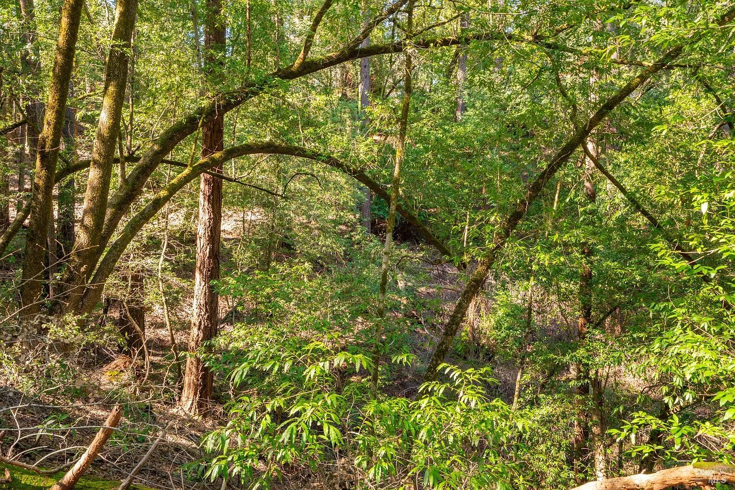 10608 Canyon Road - Photo 12