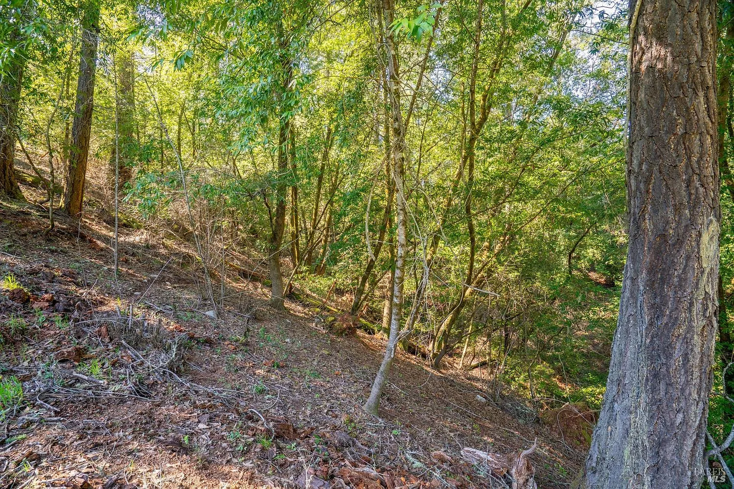 10608 Canyon Road - Photo 3