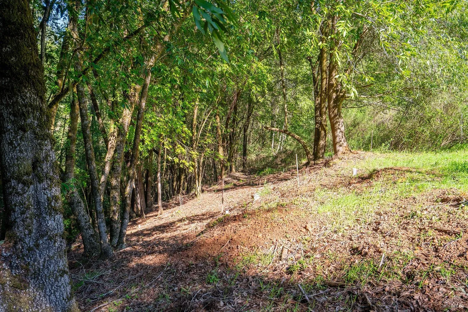 10608 Canyon Road - Photo 4