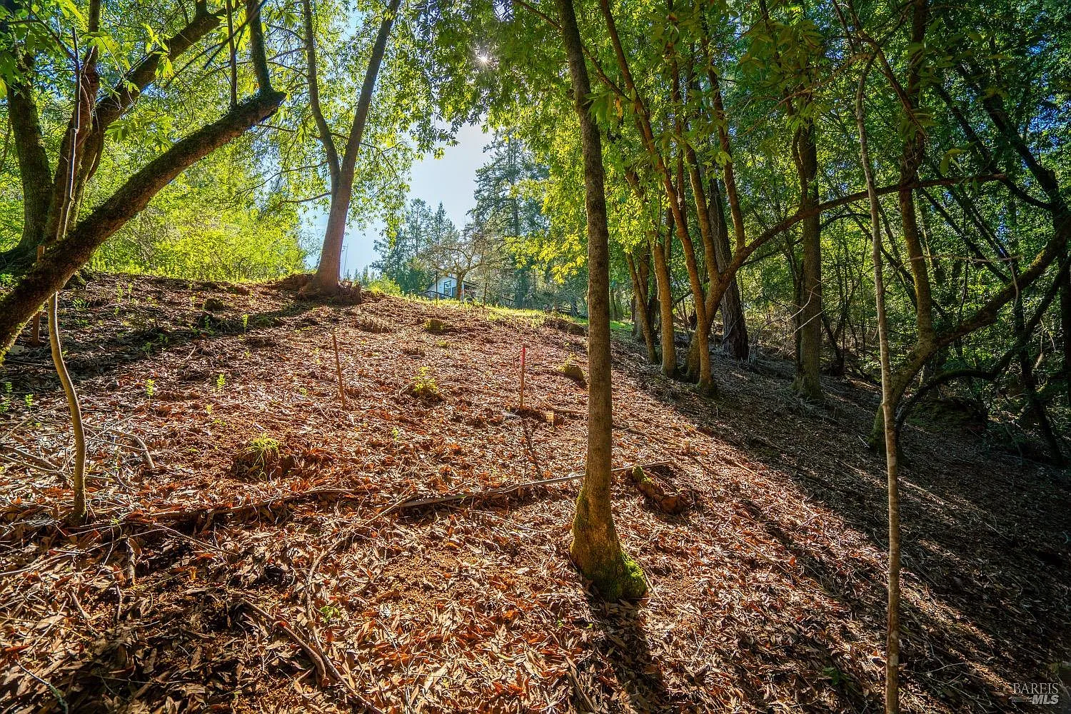 10608 Canyon Road - Photo 7