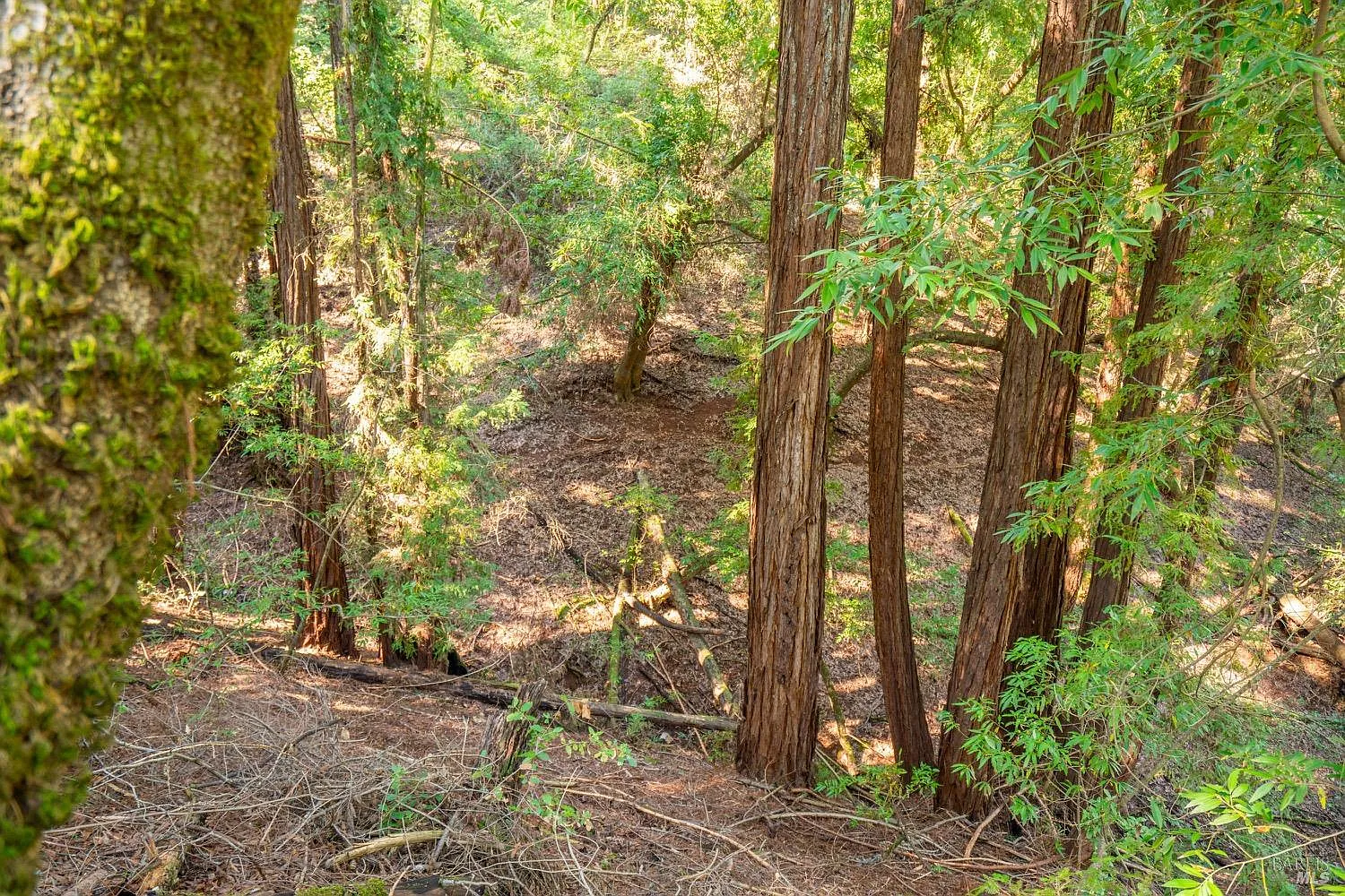 10608 Canyon Road - Photo 10